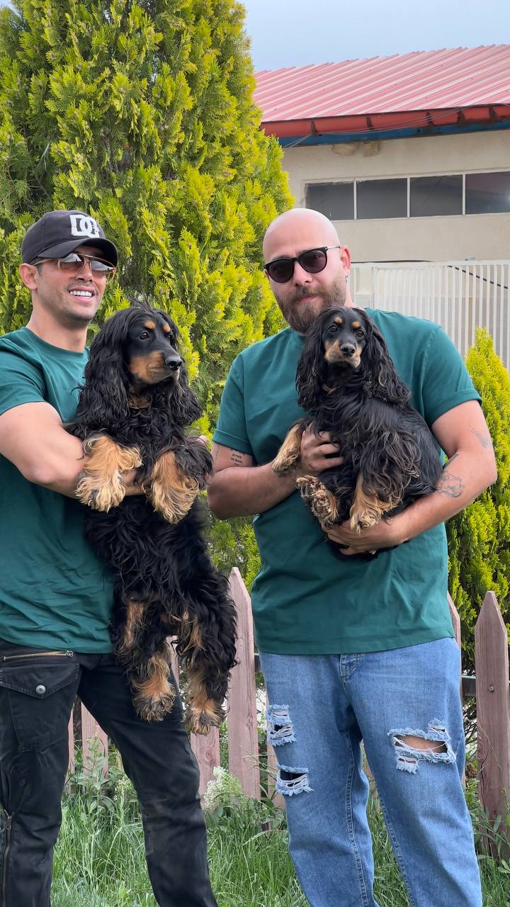 مولد نژاد انگلیش کوکر اسپانیل کوپر (Coper)